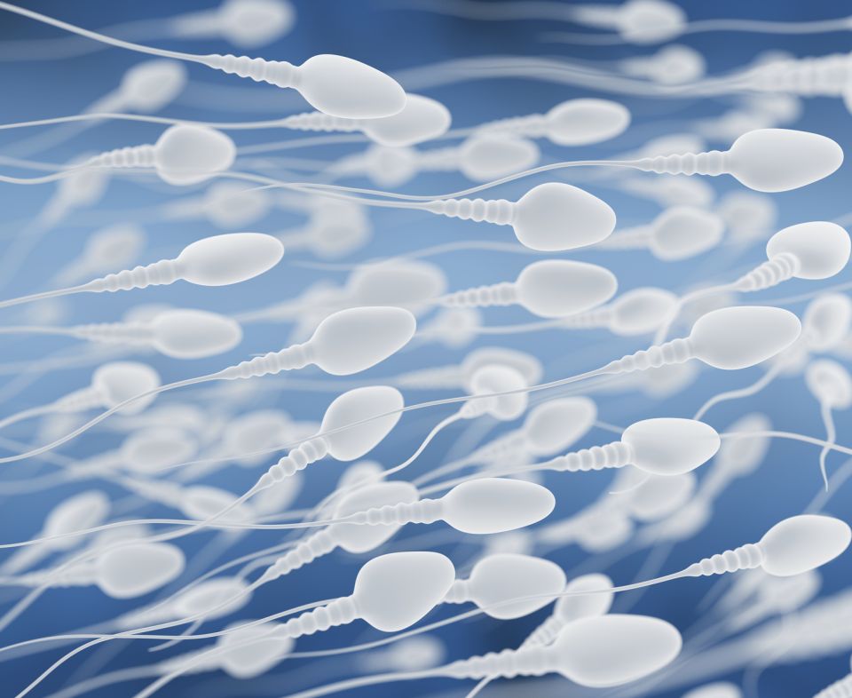 Как улучшить качество спермы?