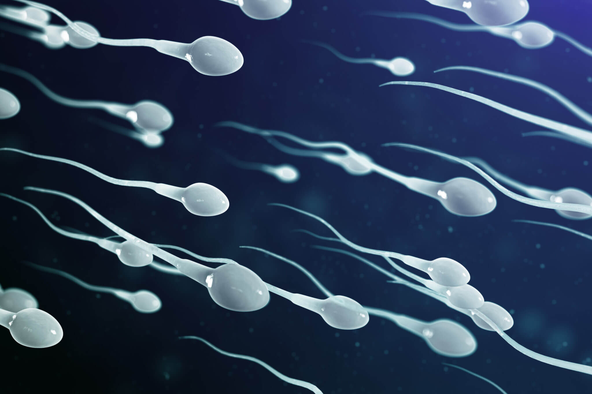 Фото сперматозоидов