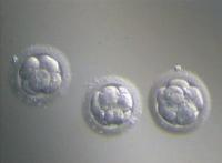 Качество эмбрионов при ЭКО