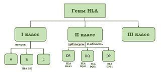 Значение HLA-системы в ведении пар в программах ЭКО